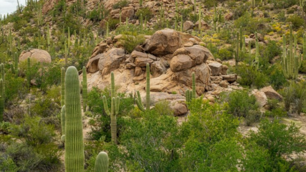 A picture of Joshua Tree National Park with lots of Cactus and stones.