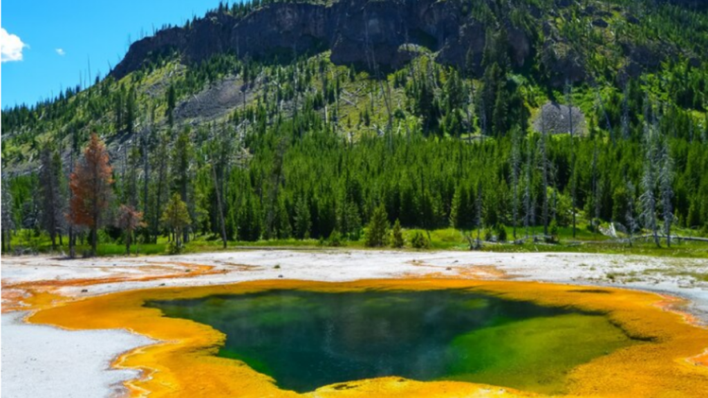 A picture of Yellowstone National Park with a forest and a mountain with a small lake in front.