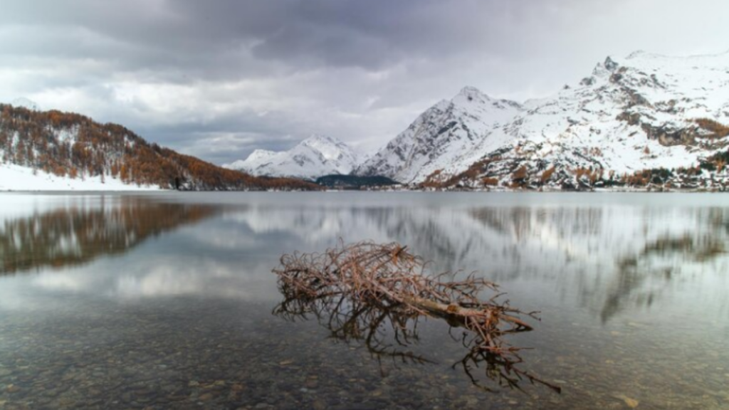 An image of Denali National Park with ice-covered mountains with a dried tree and a lake.